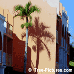 Palm Tree Shadow