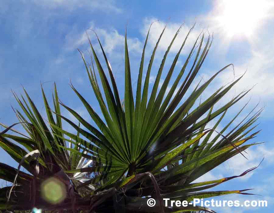 Palm Trees, Picture of the Palm Tree Leaves | Trees:Palm:Fronds at Tree-Pictures.com