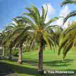 Tree Photos, Palm Trees in a Row Picture, Bermuda