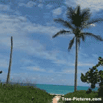 Huricane Damaged Palm Tree on the Path to the St Catherine's Beach, Bermuda | Tree+Palm+Fronds @ Tree-Pictures.com