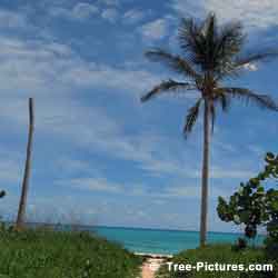 Bermuda Palm Trees, A Row of Manicured Palm Trees near St. George Golf Course, Bermuda