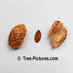 Peaches: Fruit of the Peach Tree