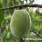 Peaches Ripening in the Peach Tree Orchard | Tree-Peach-Fruit @ Tree-Pictures.com