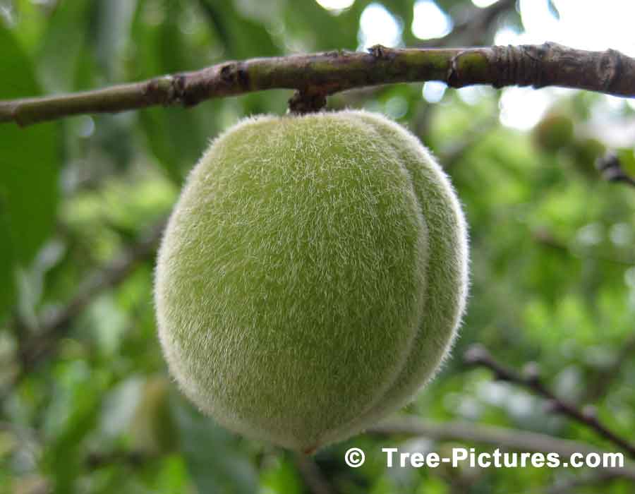 Peach Fruit Tree, Ripening Orchard Peach Trees Fruit | Peach Trees at Tree-Pictures.com