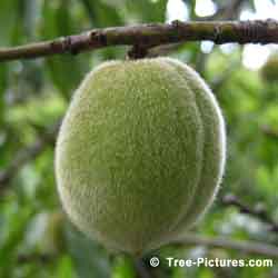 Peach, Fruit of the Peach Tree with Peach Fuzz