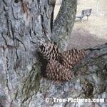Picture of an Austrian Pine Tree Cones | Tree:Pine Tree-Pictures.com