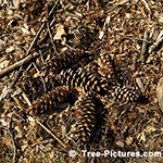Pine Tree Pictures: Pine Cones Fallen From A Pine Tree
