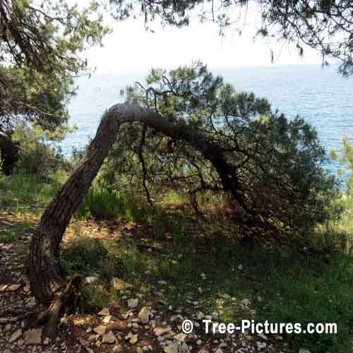 Pine Tree Bent Over Towards The Light
