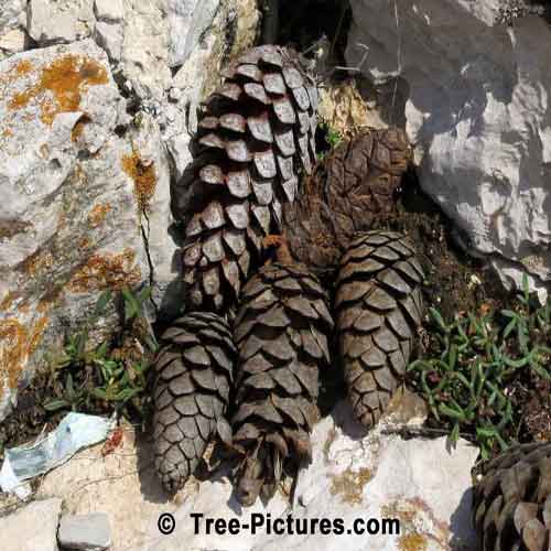 Pine Tree Cones