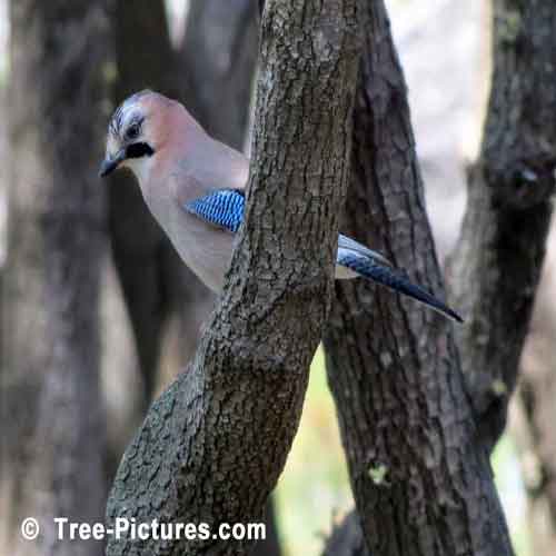 Blue Winged Bird Perched In A Pine Tree