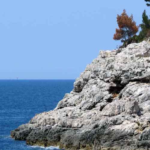 Dead Pine Tree On Rocky Shoreline