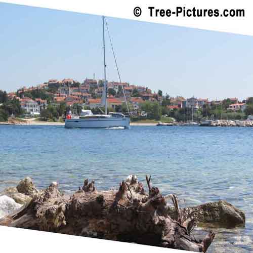 Pine Tree Log Washed Up On Shore