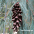 Pine Cone: White Pine Tree | Tree:Pine+Cone at Tree-Pictures.com