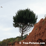 Pine Tree, Shore White Pine, Prince Edward Island, Canada | Tree-Pine-White @ Tree-Pictures.com