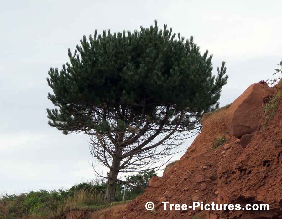 Pine Tree, Shore White Pine | Pine Trees at Tree-Pictures.com