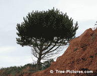 Pine Tree, Shore White Pine, Prince Edward Island, Canada | Tree-Pine-White @ Tree-Pictures.com