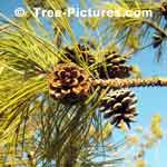 Tree Cone Picture