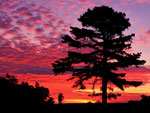 tree picture