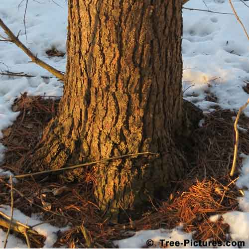 Pine Tree Pictures, Sunset Light Falling on Pine Tree Trunk and Needles