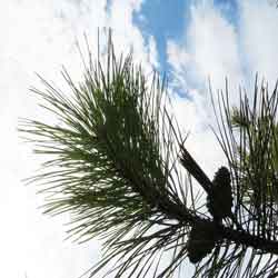 Pine Tree Pictures; Pitch Pine Tree Needles Cones Type | Trees:Pine+Pitch_Needle+Cone at Tree-Pictures.com