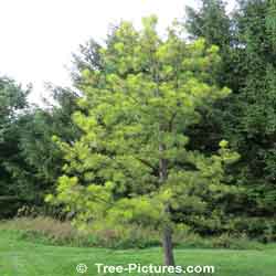 Pine Tree Pictures; Pitch Pine Tree Species Type| Trees:Pine+Pitch at Tree-Pictures.com