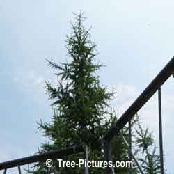 Pine Tree: Japanese Tamarack Species Type Picture | Tree:Pine+Tamarack+Japanese at Tree-Pictures.com