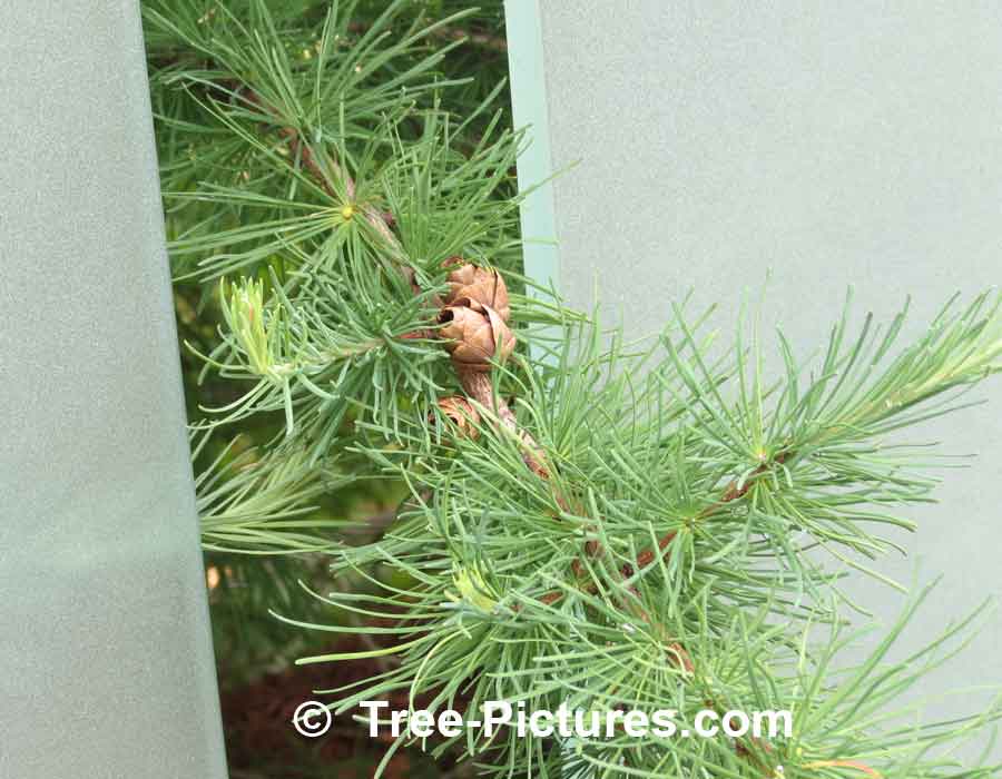 Pine Tree: Japanese Tamarack Trees Needles Branch Cone Image | Pine Trees at Tree-Pictures.com