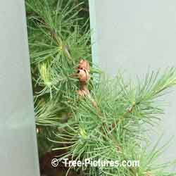 Pine Tree: Japanese Tamarack Trees Needles Branch Cone Image | Tree:Pine+Tamarack+Japanese at Tree-Pictures.com