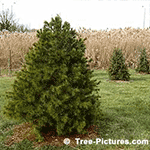 Pine Tree Pictures: Pine Tree Photo