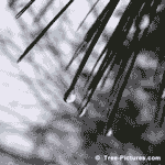 Pine Tree: Picture of White Pine Trees Needles