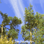 White Pine: Mature Tree Above the Forest Canopy | Tree:Pine+White Tree-Pictures.com