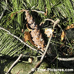 Pine Tree Pictures: White Pine Tree Type Cone Needles | Tree:Pine+White Tree-Pictures.com
