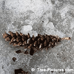 Pine Tree Pictures: Winter Photo of Fallen White Pine Tree Type Cone. Pine cone is has opened and the pine tree seeds dispersed | Tree:Pine+White+Cone Tree-Pictures.com