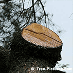 Pine Tree Pictures: Fall Picture of Service on White Pine Tree Limb, Shows Close Up of Pine's Wood Grain, Bark, Sap | Tree:Pine+Service, Tree-Pictures.com