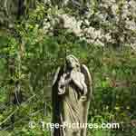 Plum Tree Flowering in Church Garden