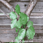Plum Fruit Tree Pictures: Plum Trees Branches Leaves