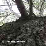 Photo of Grey Popular Trees Leaves and Branches