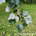 Photo of Grey Popular Trees Leaves and Branches