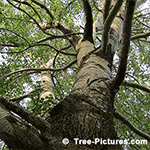 Poplar Tree Pictures: Leaf, branch, bark of the Grey Popular Tree