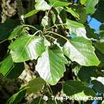 Poplar Leaf Identification