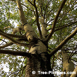 Poplar Tree Pictures: Poplar Tree Identification