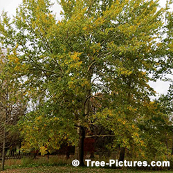 Poplar Tree Pictures: Poplar Tree Identification