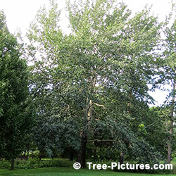 Poplar Tree Pictures: Poplar Tree Identification