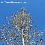 Poplar Tree Pictures