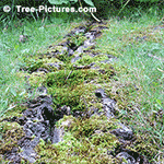 Photo of Grey Popular Trees Roots