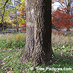 Picture of Poplar Tree Trunk and Bark