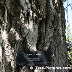 Picture of White Poplar Tree