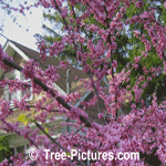 Sugar Maples Trees, Maples Trees planted in Farm Field, 6-8 metres high(25') planted about 20-25 years ago, Toronto, Ontario. Canada | Maple Trees @ Tree-Pictures.com