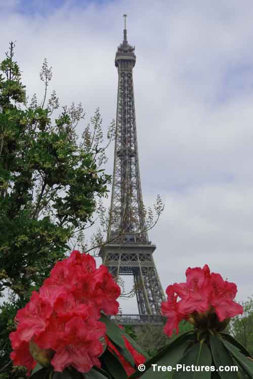 Rhododendrons, Rhododendron Pictures, Pretty Image of Red Rhododendron Flowers