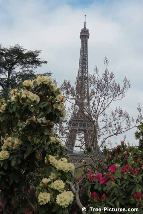 Rhododendrons, Impressive Rhododendron Photom White Rhododendron Tree with Effilel Tower in the Background